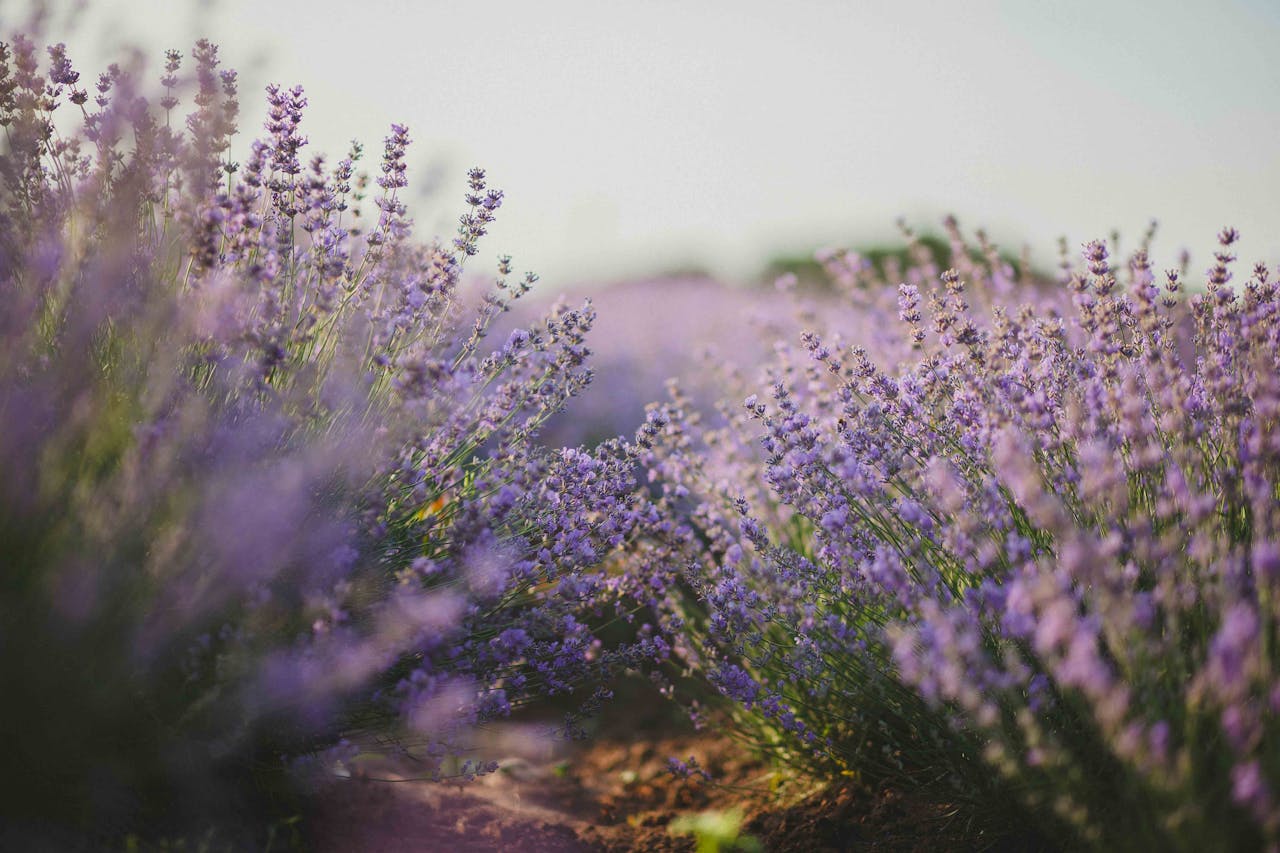 our-stories Explore the tranquil beauty of a lavender field in full bloom under the daylight.